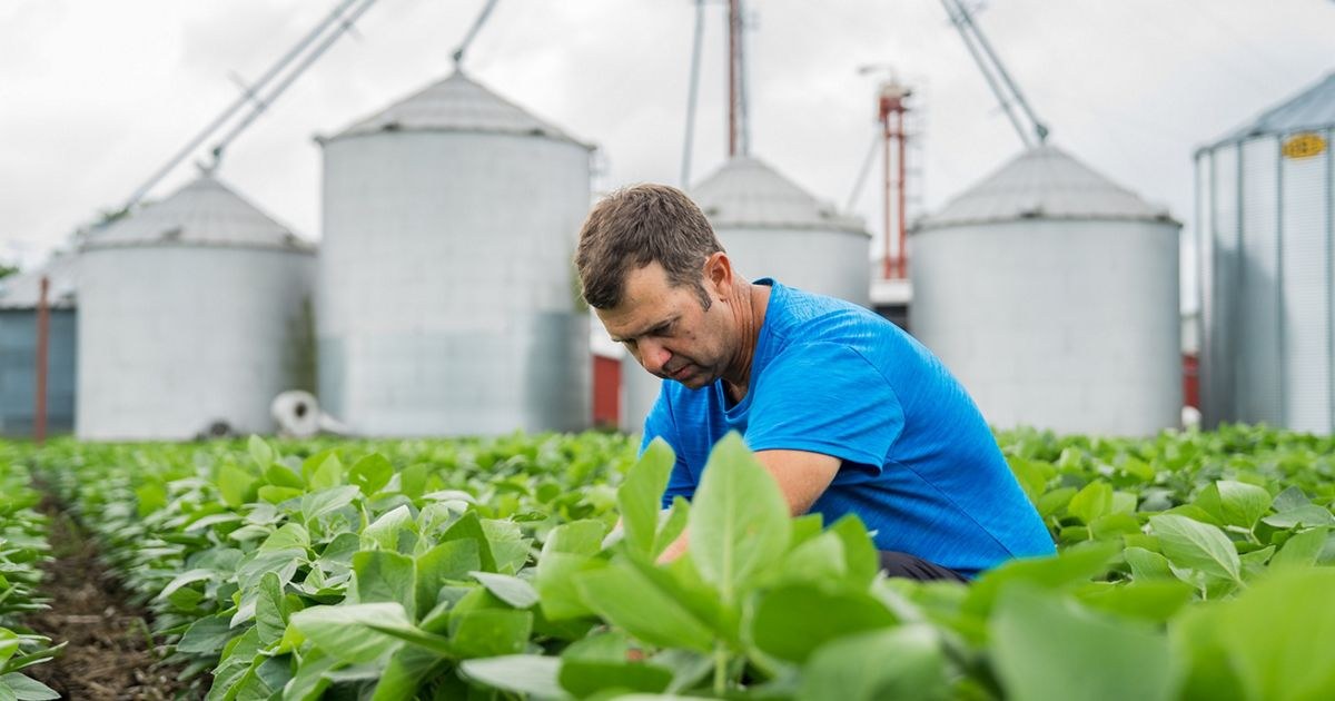 Farmer kneeling in a soybean field inspecting the crop, with grain silos behind